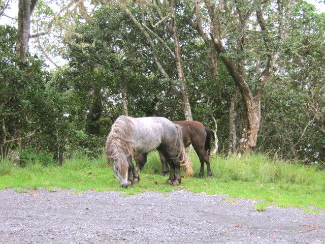 Il vaut mieux rencontrer des chevaux sur la piste que les vaches