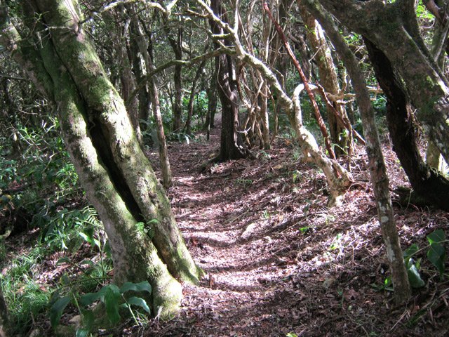 Partie ombragée et sans trop de longoses avant la piste