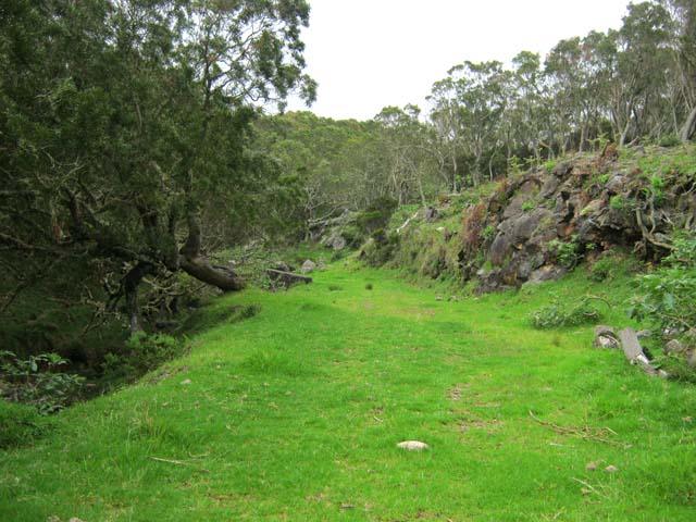 La superbe route verdoyante Oméga qui sert de prairie et serpente jusqu'à la route du Maïdo