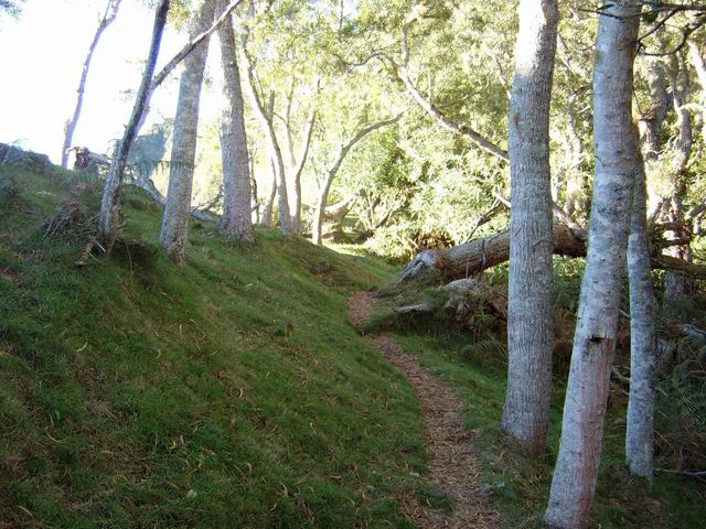 Magnifique sentier, sous les tamarins