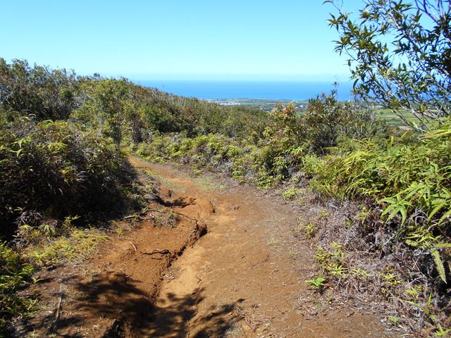 Le sentier dans les fougères avant la descente le long du Bras Batardeau