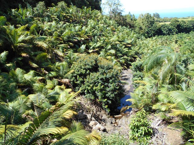 Une partie de la plantations de palmistes, protégée d'un haut grillage