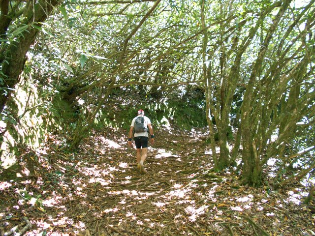 Plus haut, on retrouve un couvert de jamrosats