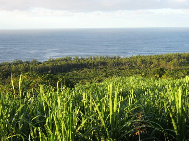 Les filaos en bord de mer, cachés en partie par les cannes