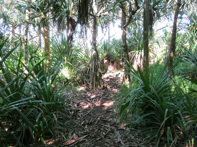 Les vacoas (pandanus) vers le Quai de Gros Poisson