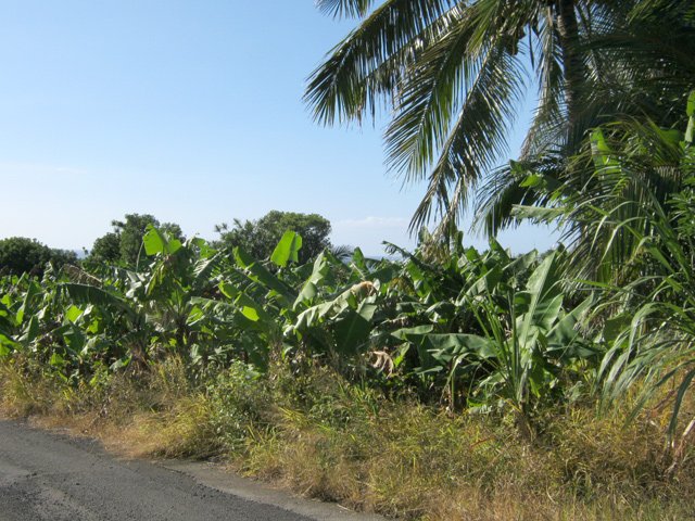 Quelques bananeraies en bord de route