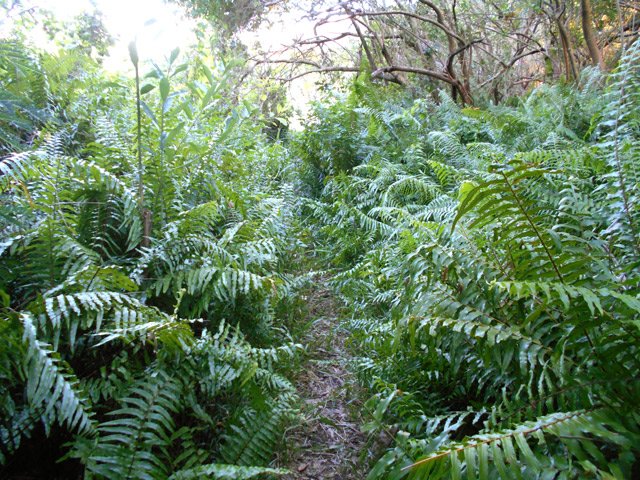 Le sentier dans les fougères à la fin de la Rue Pierre Bérégovoy
