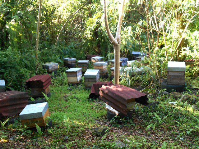 Déjà très tôt le matin, les abeilles sont en pleine récolte