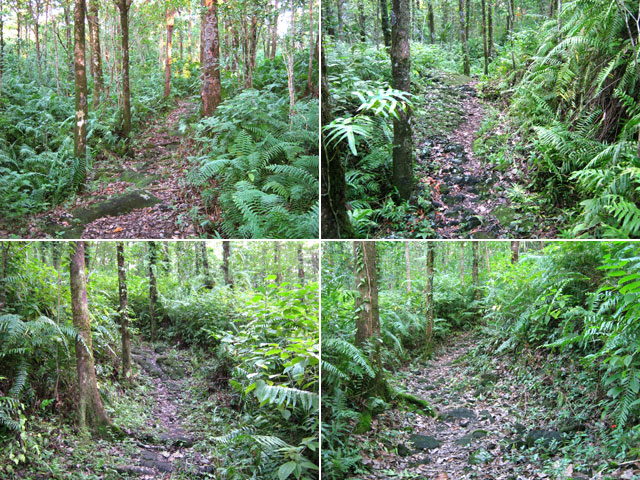 Quelques portions du sentier de Mare Longue vers le Chemin de Ceinture
