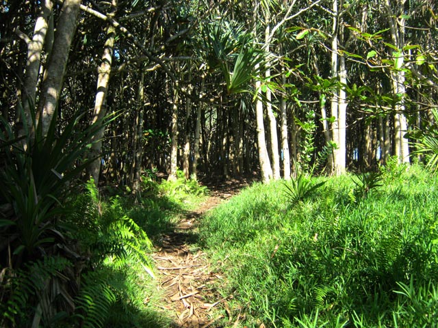 Le sentier littoral vers Saint-Philippe