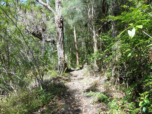 Les eucalyptus dominent vers le sentier de Gueule Rouge
