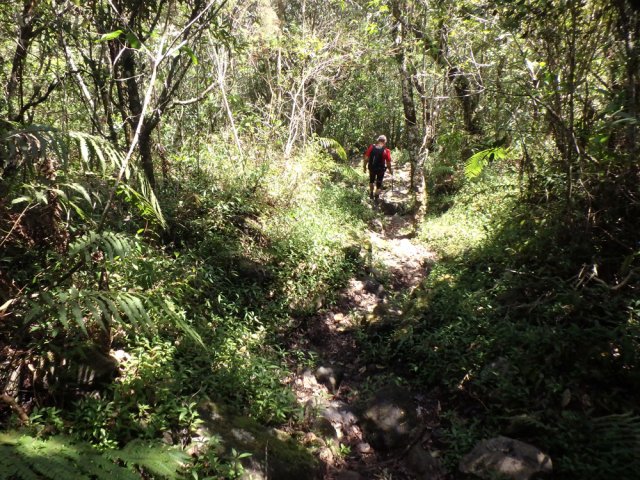 Les jouvences cherchent à envahir le sentier caillouteux