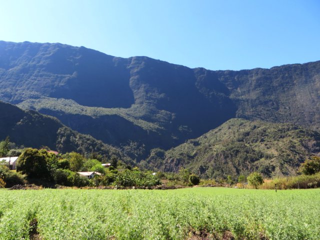 De plus en plus de champs de lentilles autour du village
