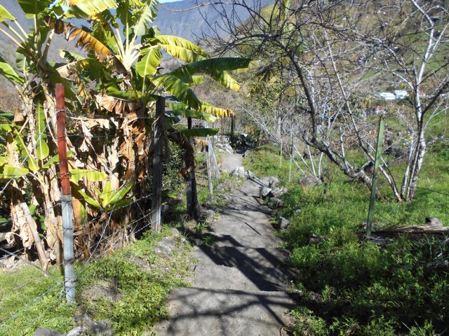 Une autre portion entre pêchers et bananiers