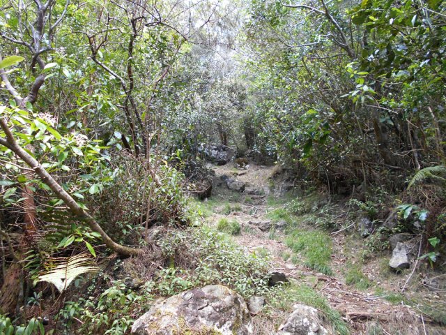 Après les premières montées le sentier est agréable