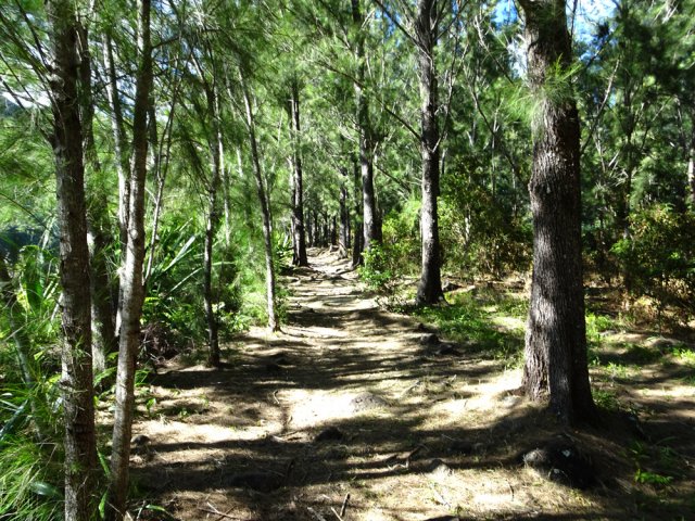 Le bois de filaos qui remonte vers l'Îlet à Bourse