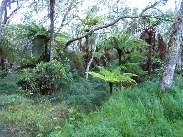 Végétation en bordure de piste avec la rosée du matin