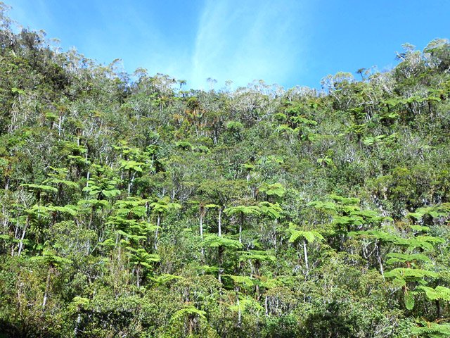 Une idée de la végétation qui entoure ce lieu sauvage
