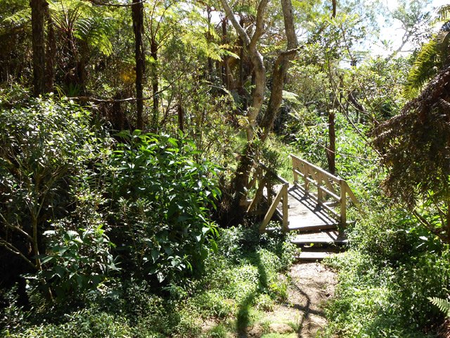 Joli petit coin sur le sentier des Tamarins