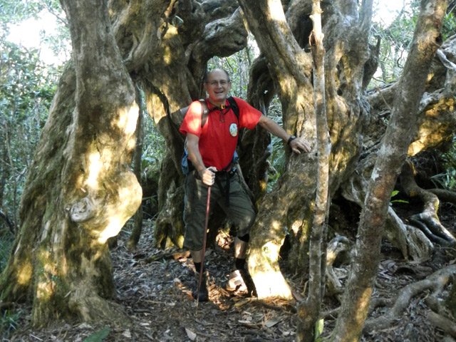 Un imposant bois maigre à l'énorme tronc tortueux et creux