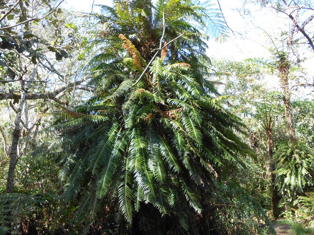 Cette fougère (Blechnum attenuatum) adore pousser sur les troncs de fanjans