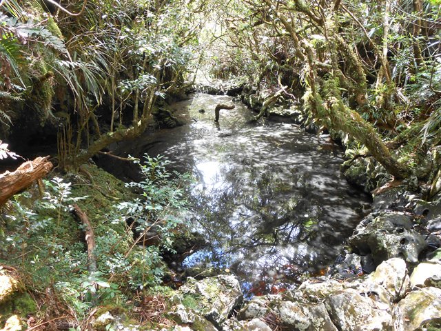 Une mare d'eau croupie du Bras de Caverne
