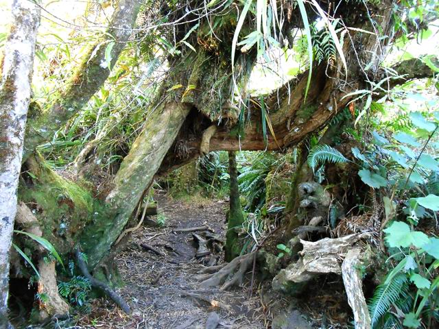 Paysage classique de ce genre de sentiers, où il faut se baisser quelques fois