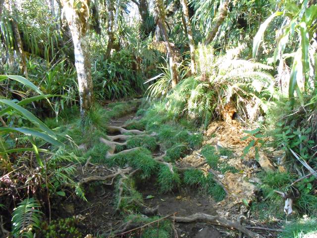 Comme toujours en ces lieux, les racines peuvent gêner le cheminement