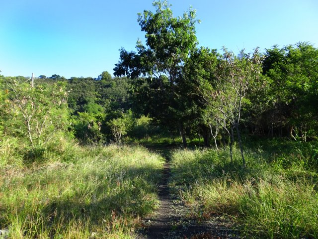 Longer le Bras de la Plaine en direction du Bras de Cilaos