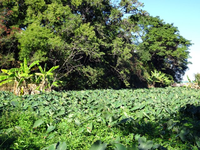 L'eau du canal file en totalité dans ce champ de taros