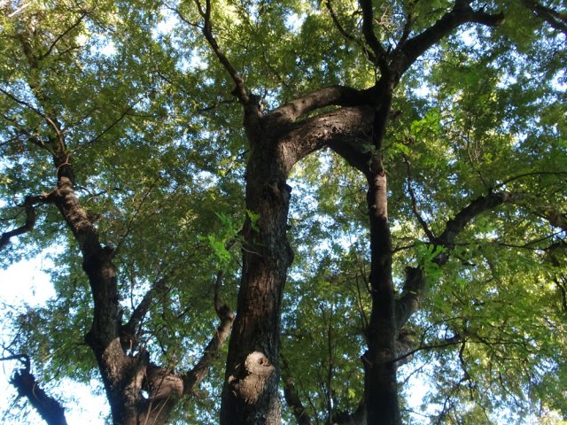 Les branches de ce tamarins des bas se sont soudées