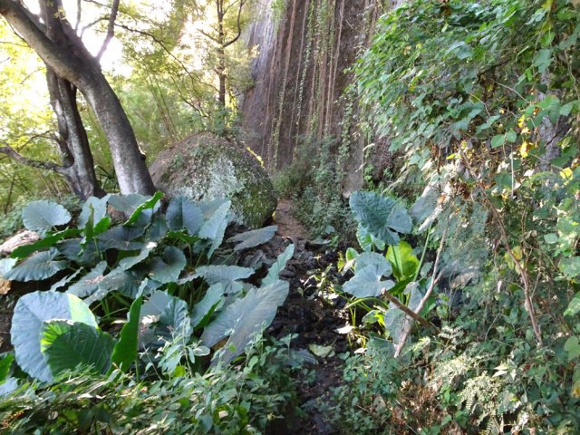 Traversée des taros de la source