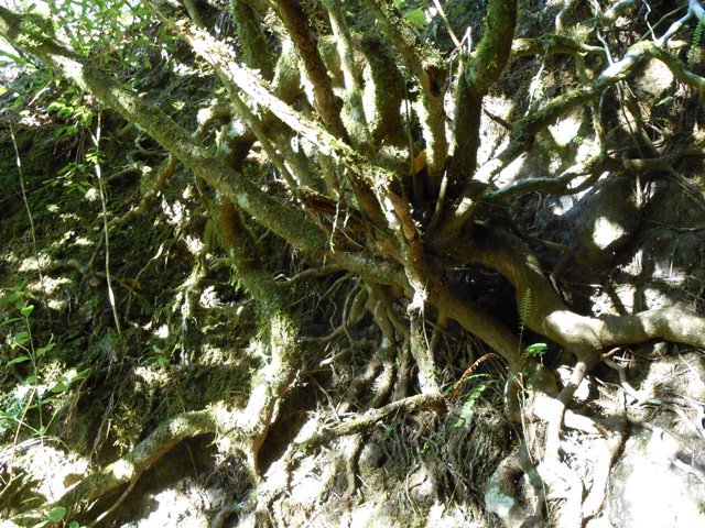 Une racine tortueuse sur le bord du sentier