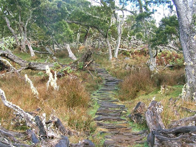 Sentier en bois dans les tamarins de la plaine des Tamarins