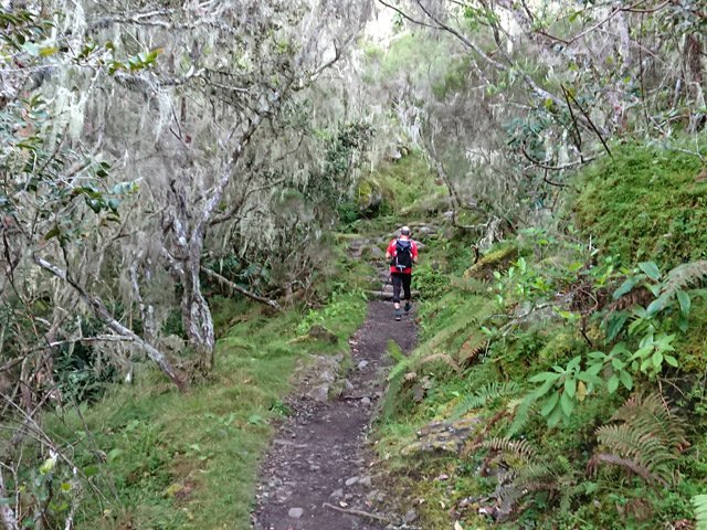 Tous les arbres sont couverts de barbes de Jupiter