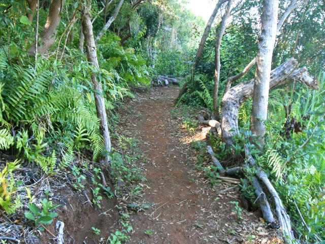 Une portion très plane du sentier dans les fougères