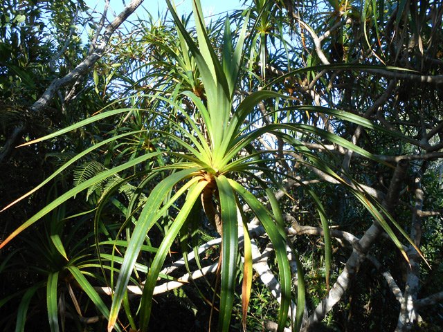 Les mêmes vacoas côté feuilles (pandanus)