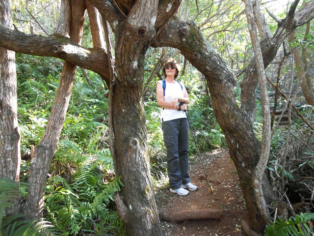 Pont naturel en bois de faux poivrier