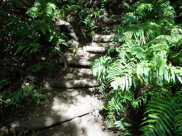Les dernières petites descentes dans les fougères