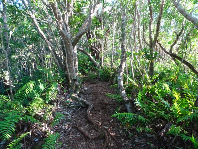 Les racines obligent à lever le pied
