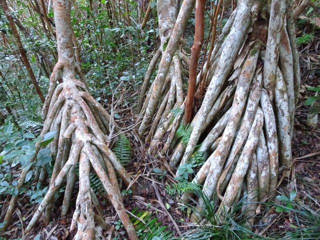 Nombreuses racines de vacoas tout au long du parcours en forêt