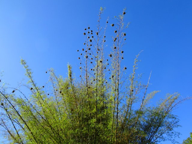 Les tisserins colonisent les grosses touffes de bambous de la Ravine de l'Anse