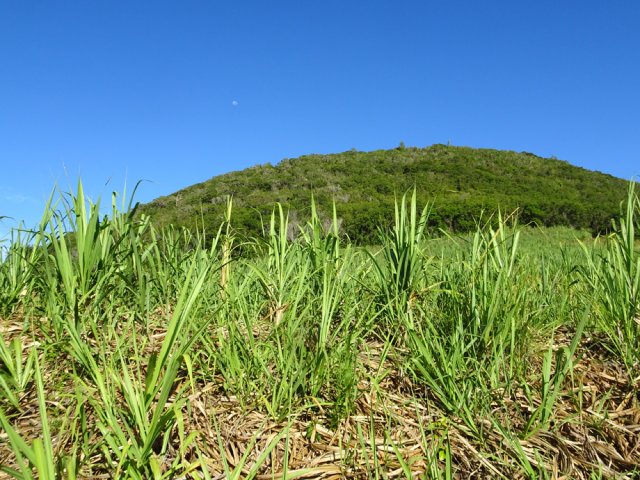 Le Piton de Mont-Vert n'est jamais loin et sert de repère