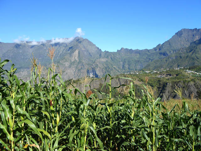Cilaos et le Grand Bénare depuis les champs de Gueule Rouge