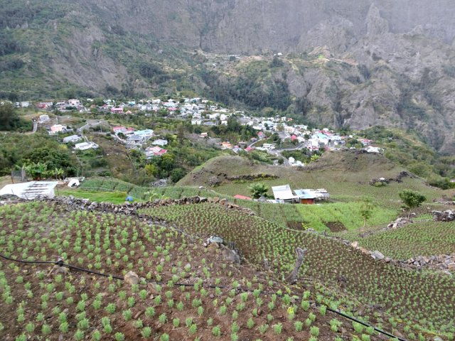 Une partie du flanc du Piton Morel a été cultivé de lentilles