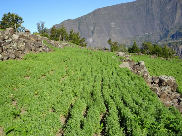 Le plateau est désormais cultivé du Piton Morel jusqu'à l'Îlet de Gueule Rouge
