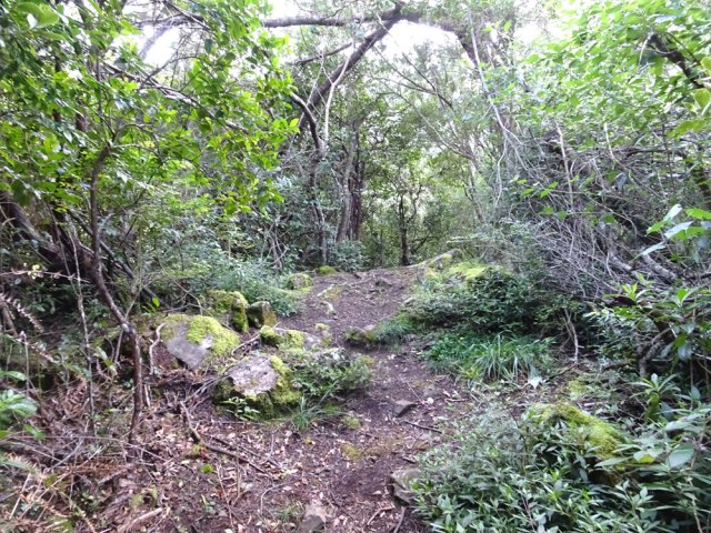 Le départ du sentier de Gueule Rouge est assez plat avant la grande descente
