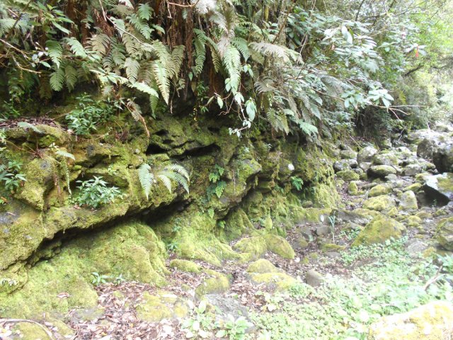 Un bassin à sec aux parois moussues