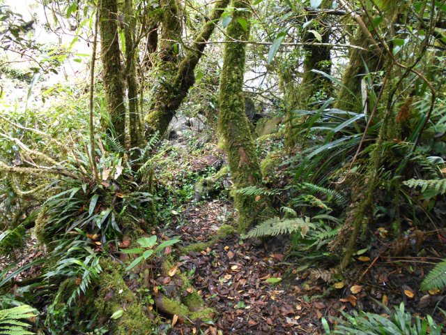 Le sentier est, la plupart du temps, facile à suivre