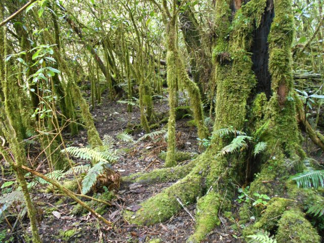 Traversée d'une magnifique zone moussue